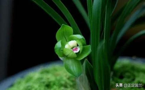 为什么兰花被称为国兰,为什么兰花又叫国兰