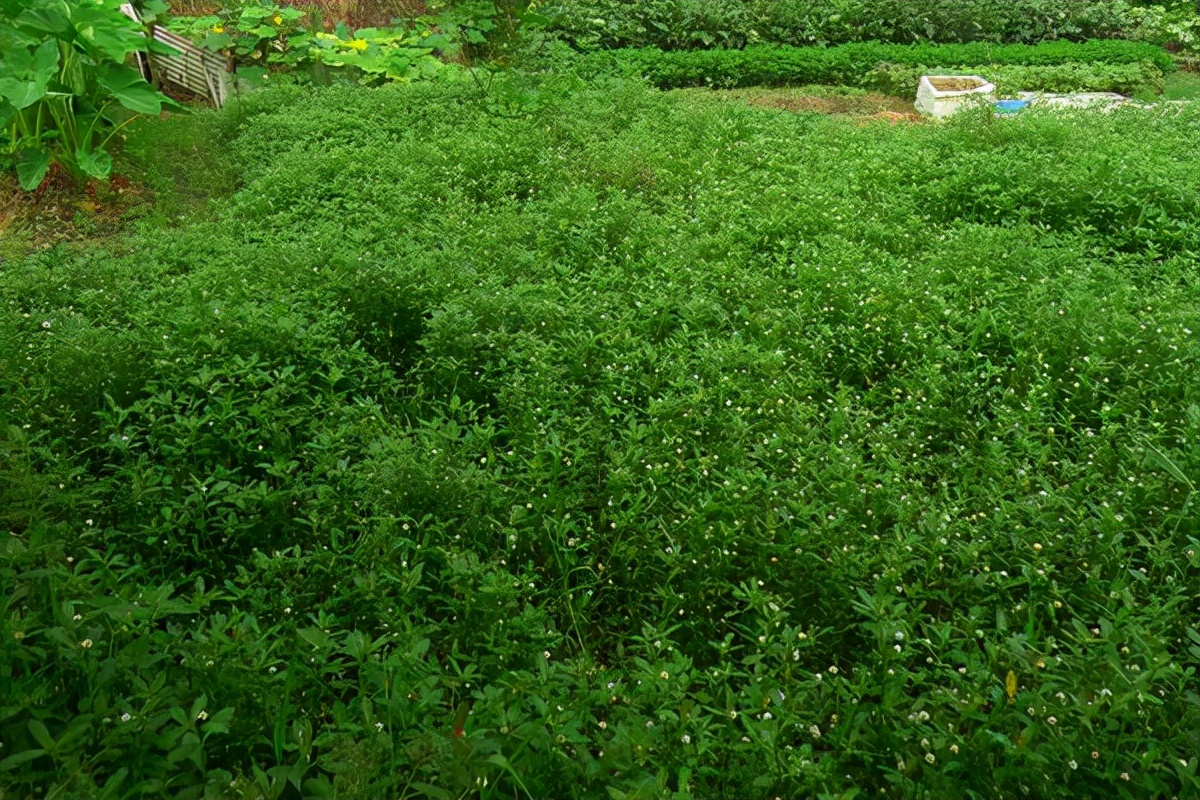 房顶长出杂草怎样消灭,墙里长出的草怎么清除