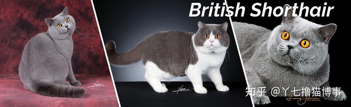 有哪些好看的家养猫,最适合家养的猫咪品种不掉毛