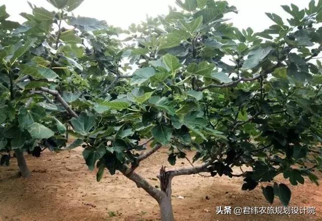 精品水果盘点,好吃又好养的水果