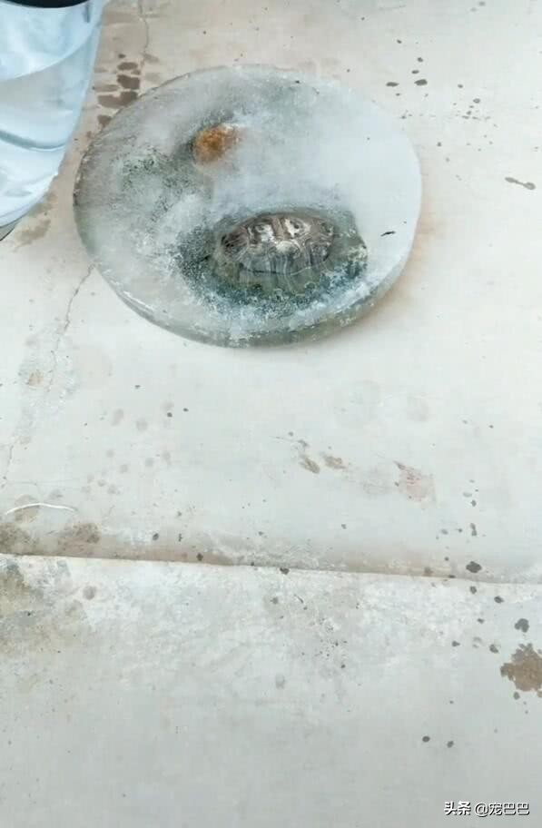 乌龟冻硬了还能活吗,乌龟不小心被冻僵