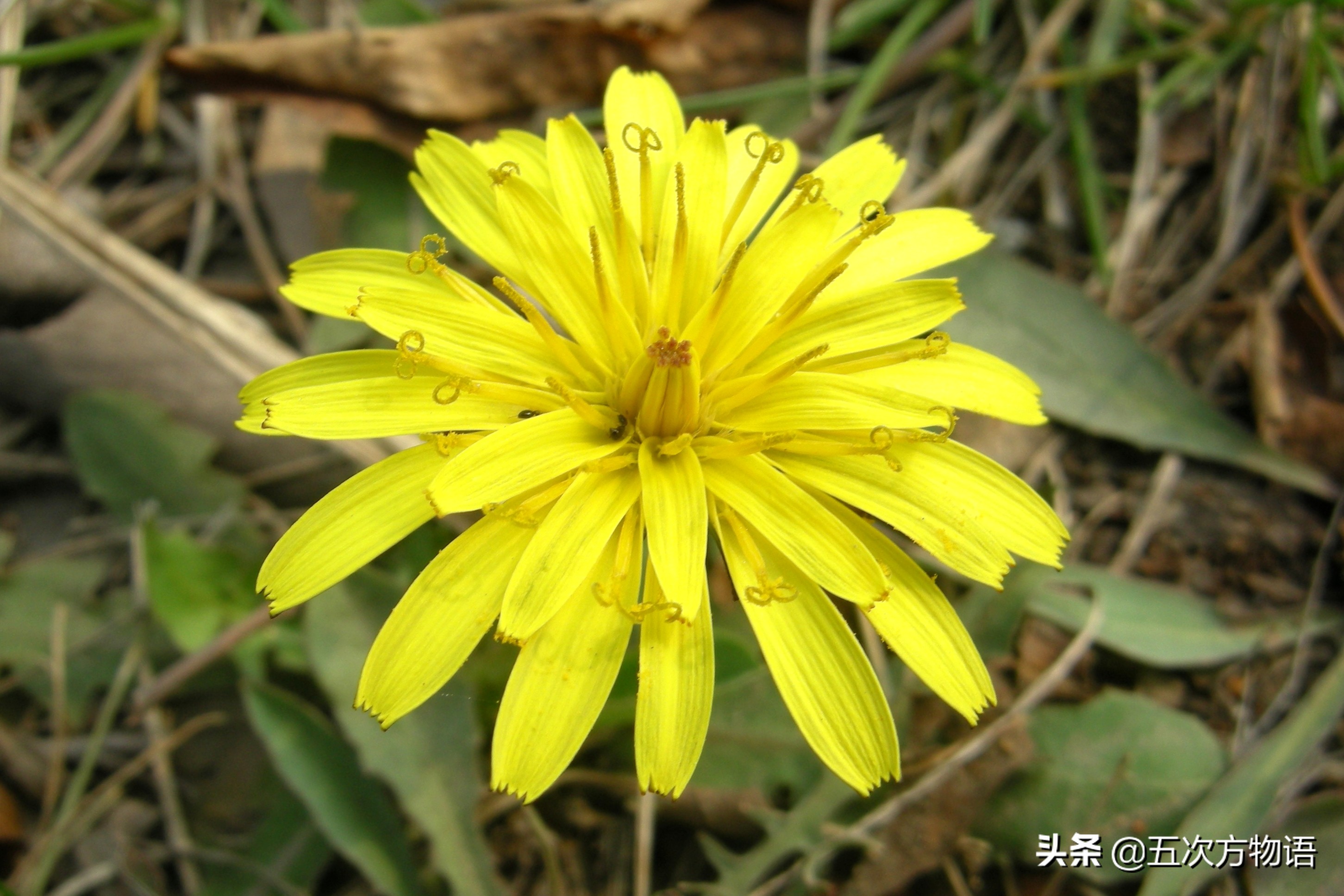 1分钟了解蒲公英,蒲公英科普知识资料大全