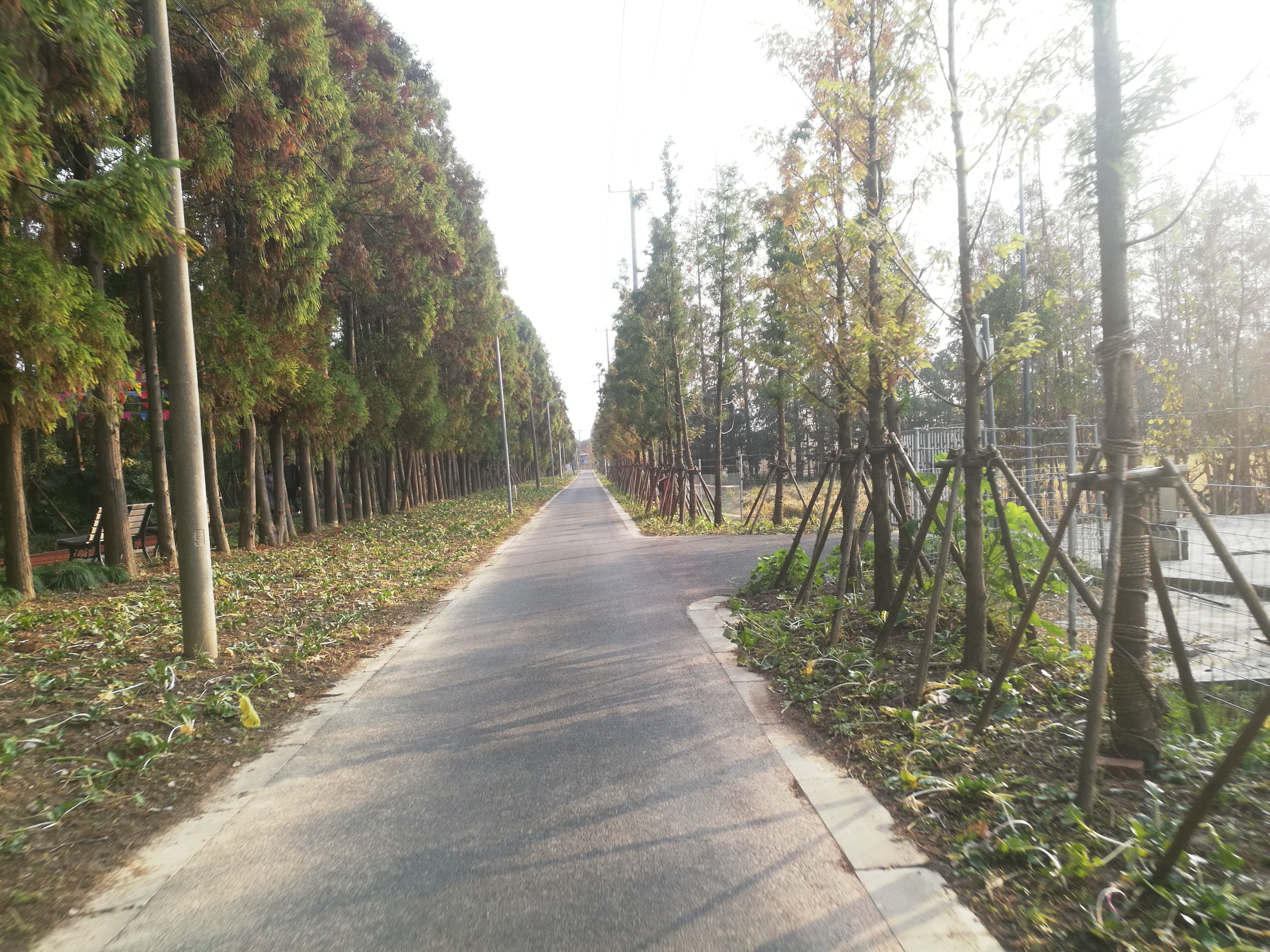 上海崇明岛郊野公园扩建工作,崇明长兴岛公园规划