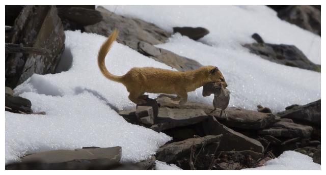 黄鼠狼为什么不敢打死呢,黄鼠狼是怎么打过来的