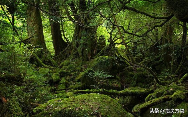 七分天注定三分靠打拼云南,真正的根雕手艺