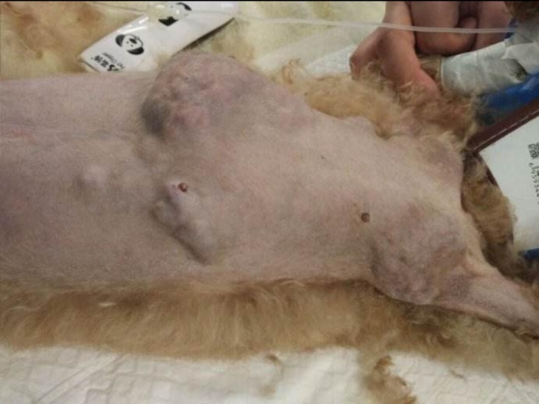 犬猫乳腺肿瘤良性和恶性比例,猫科动物乳腺肿瘤恶性概率