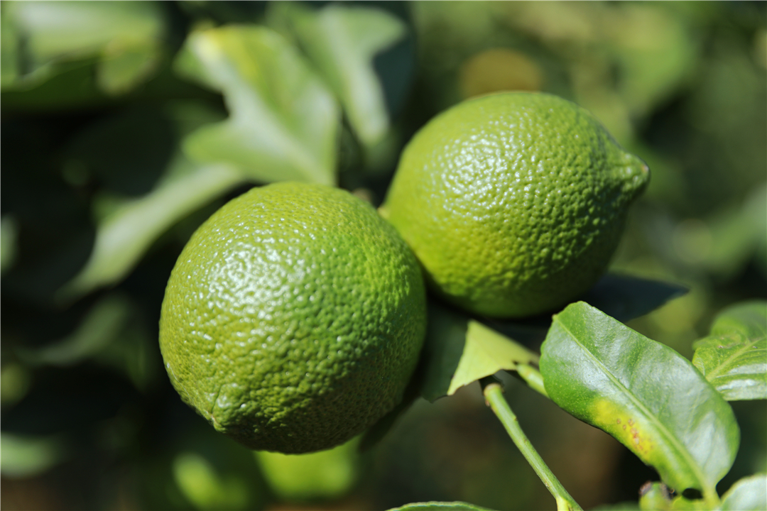 罗平柠檬基地,云南罗平柠檬种植基地