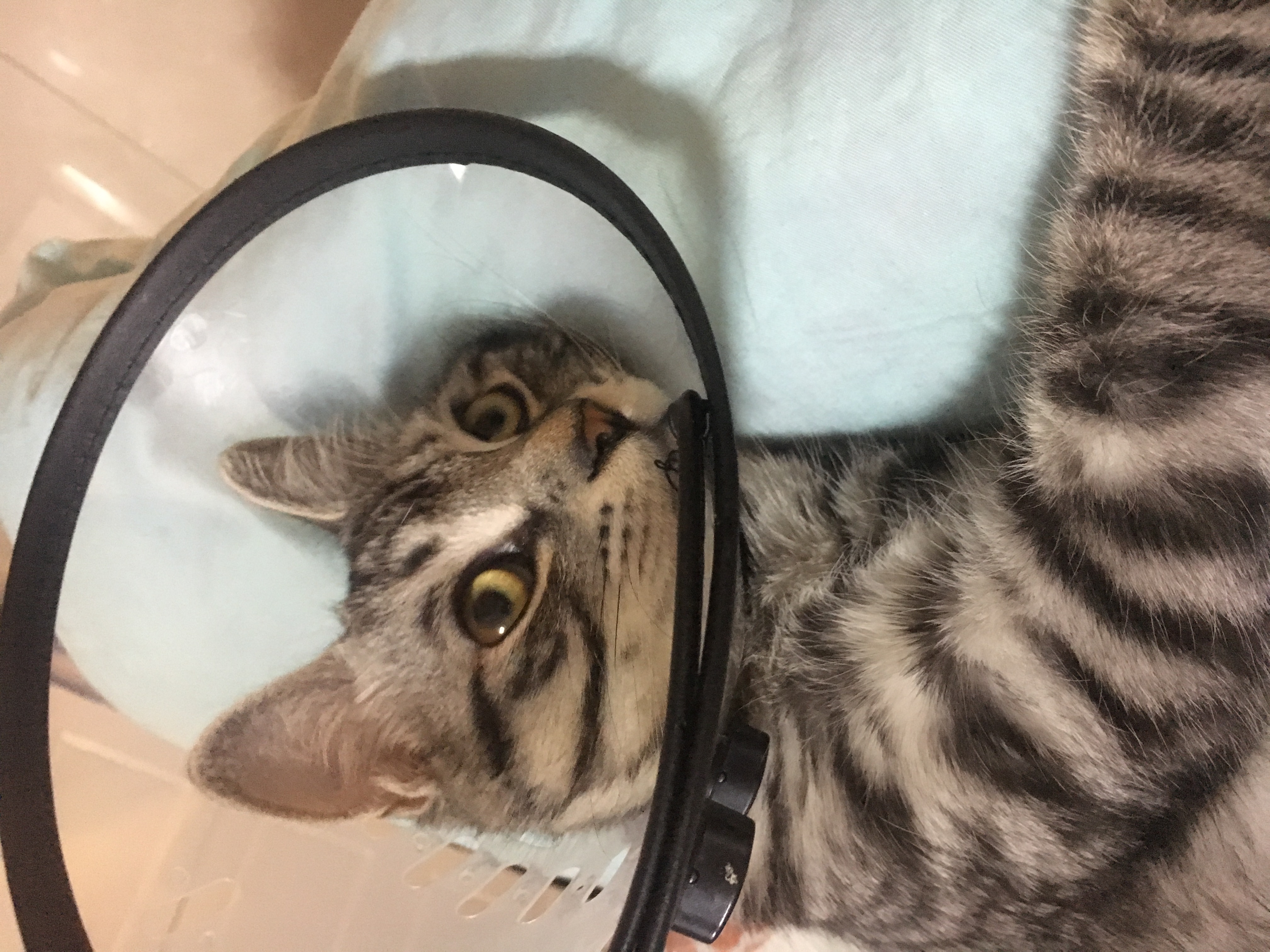 猫咪被割尾巴还能活吗,猫咪尾巴被割掉会怎么样