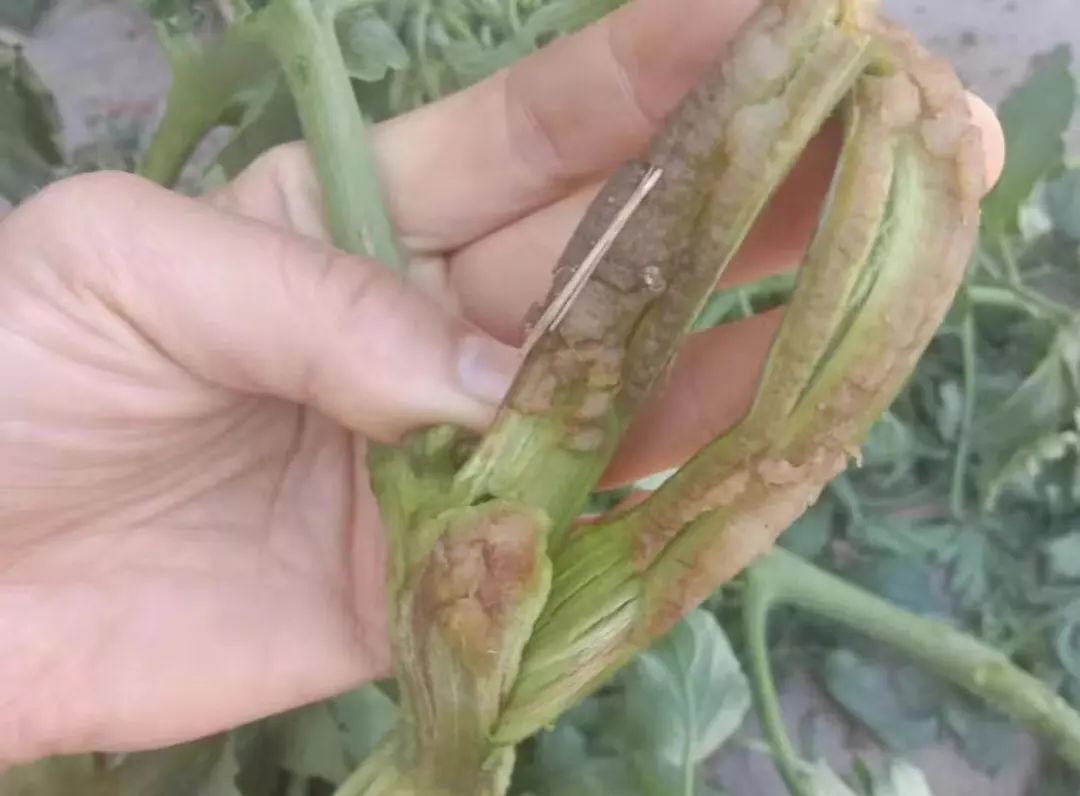 番茄所有病害图片及解决方法,番茄十大病害图解