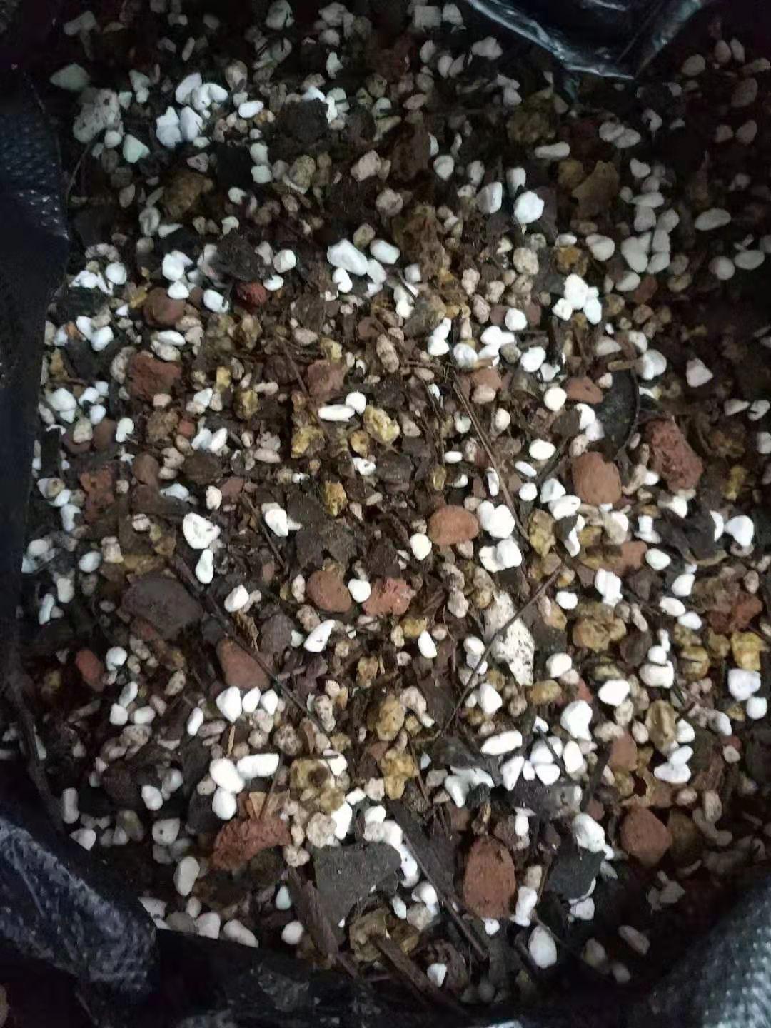 养君子兰的植料跟兰花的一样吗,什么品种君子兰好养又好看