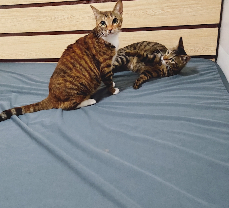 养了一对猫兄妹怎么办,养兄妹猫好不好