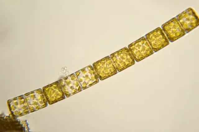 水产养殖藻类老化是怎样的,水产养殖显微镜下各种藻类