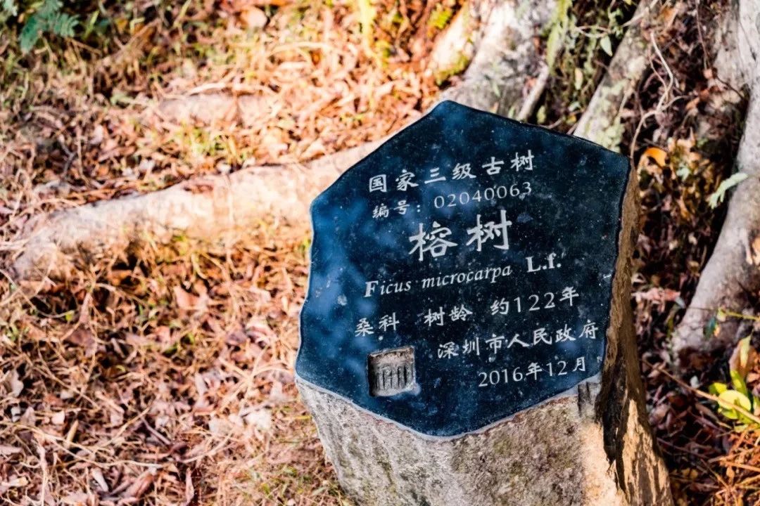 深圳的一处热门古风拍摄地,深圳古风拍照景点推荐