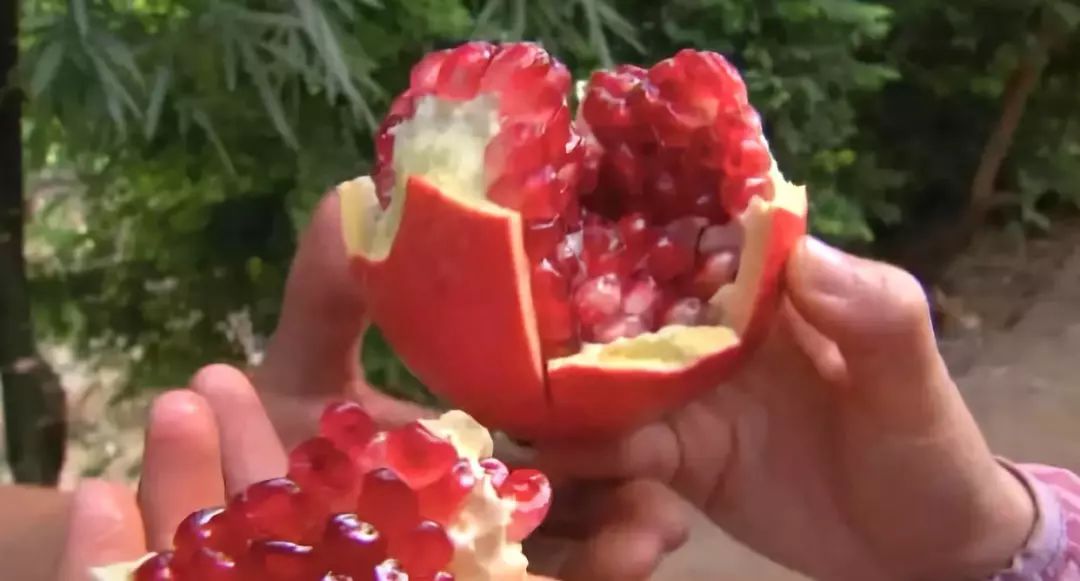 会种也会卖如何拿下软籽石榴市场,租地种植软籽石榴怎么样