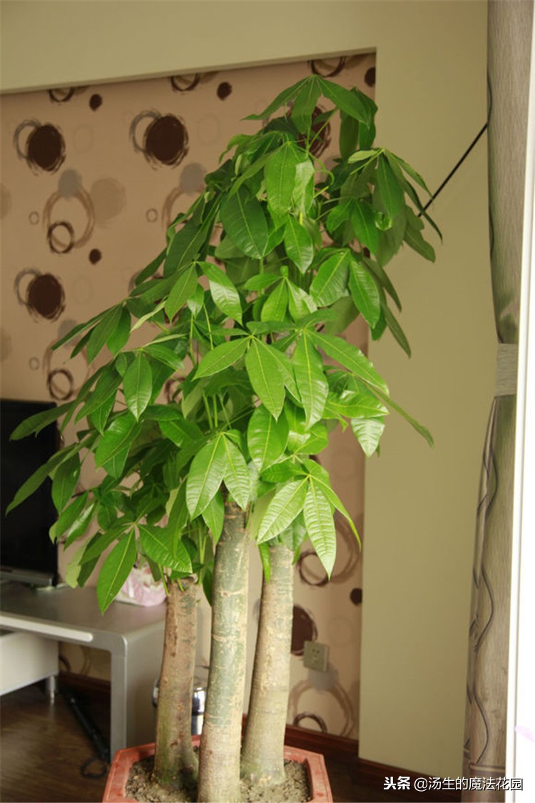 发财树叶子长白斑用什么药,发财树叶子长白斑怎么处理