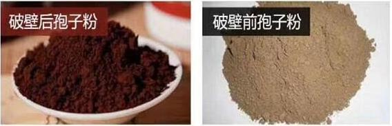 买灵芝孢子粉吃,买灵芝需要注意什么