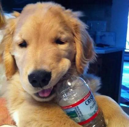 狗玩具都有什么,便宜的狗玩具推荐