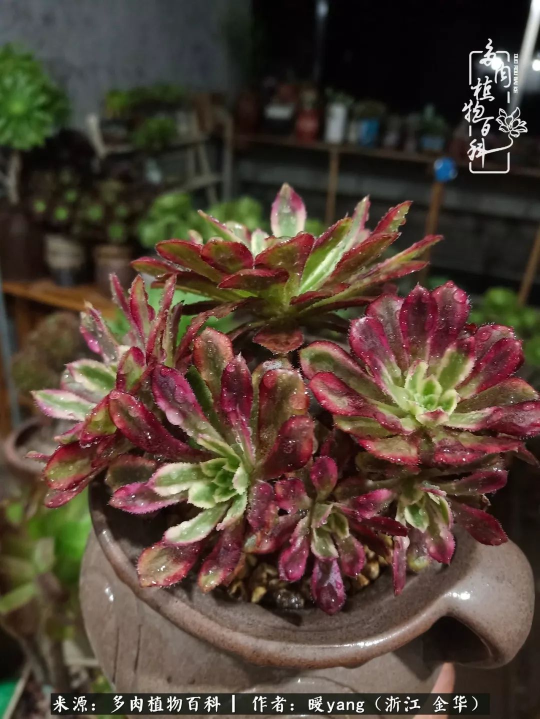 养多肉是业余的纯粹是爱好,每晚7点教您快速入门养多肉