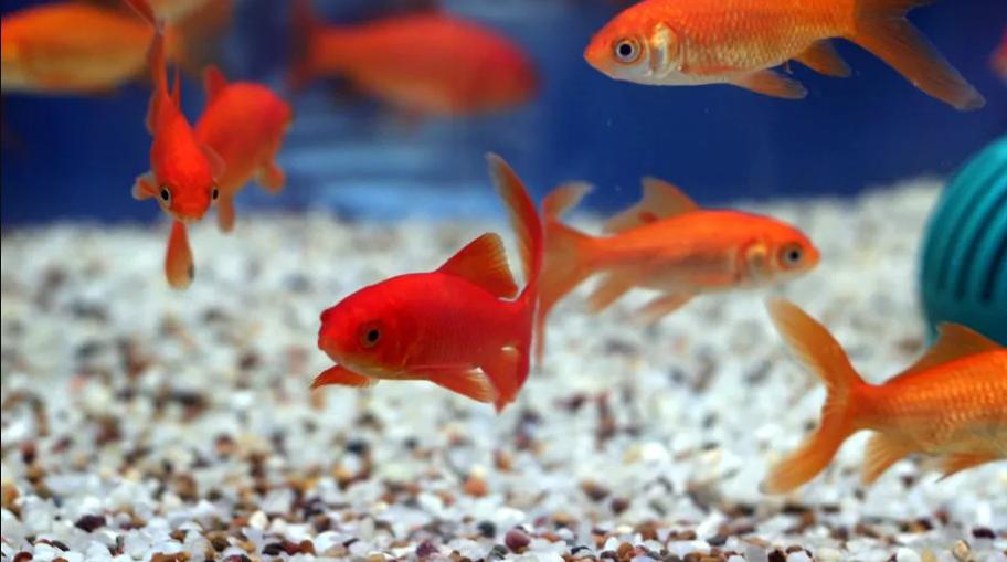 观赏鱼亚硝酸盐多久能降下来,亚硝酸盐和观赏鱼中毒的症状