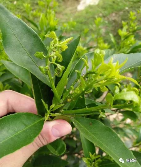 柑橘白色虫子怎么治疗,柑橘象鼻虫怎么彻底消灭