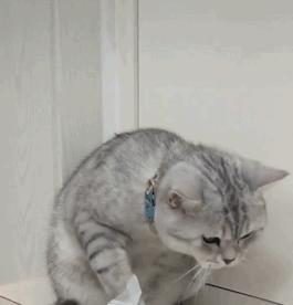 如果被猫吓到了怎么办,不要轻易去吓猫咪