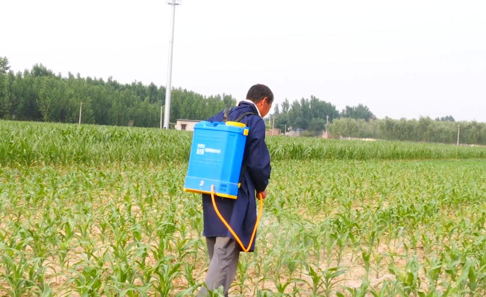 玉米种子二次拌种用锌肥,玉米高产小技巧