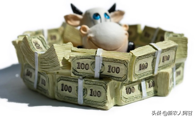 养牛千万别得罪人,养牛有几大坑