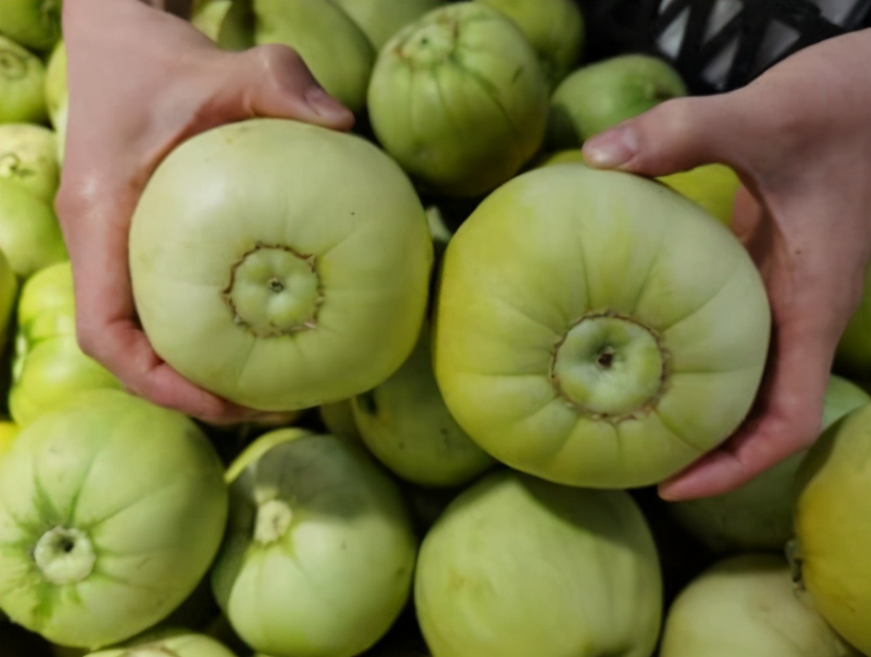 如何挑甜瓜与脆瓜,甜瓜地里怎样挑选熟瓜