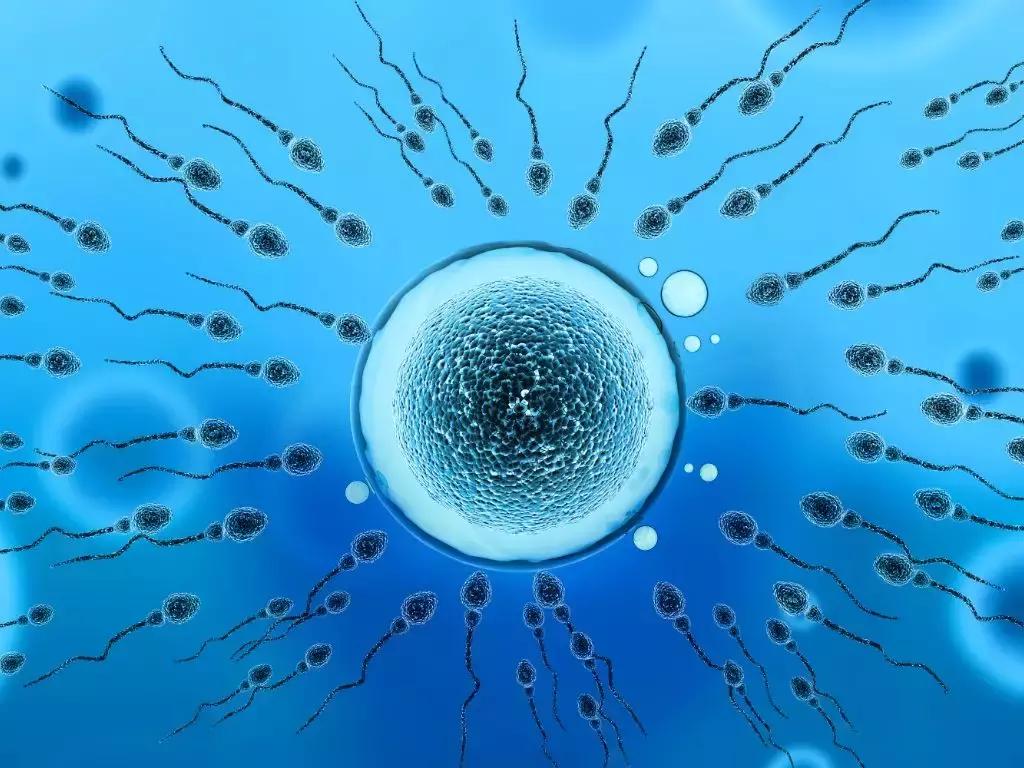 快速怀孕的最佳时间表,想要快速怀孕吃什么药