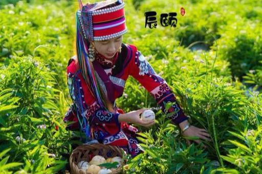 人参果云南功效,人参果的功效检测