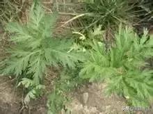 荒漠中有哪些能吃的植物,南疆常见的野生植物