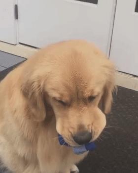 狗子不听话是你心太软,狗子不护主人