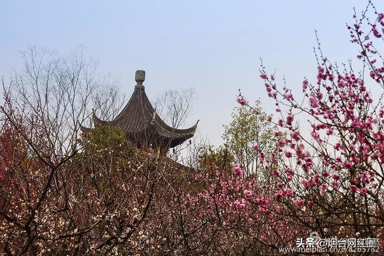 南京梅花山梅花开了吗,来南京梅花山赏梅花