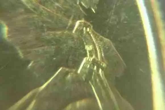 第一轮生肖流通纪念币暗记,流通纪念币图册