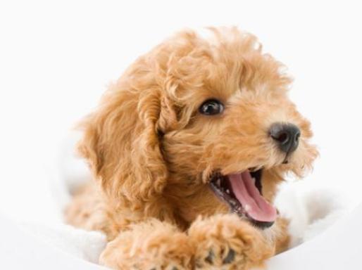 泰迪犬训练方法大全,泰迪犬怎样训练