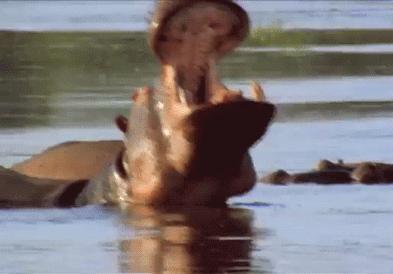 汗血宝马暴躁视频,汗血宝马的暴脾气