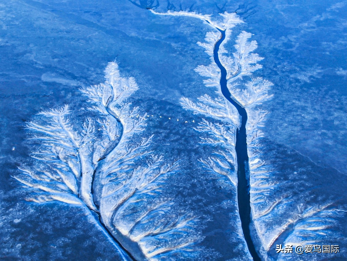 观鸟作品,观鸟优秀作品