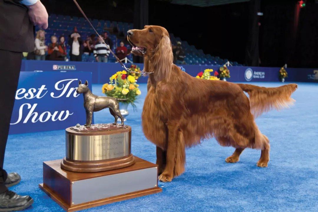 最聪明的十大狗狗品种介绍,史上最全的狗狗品种记得收藏