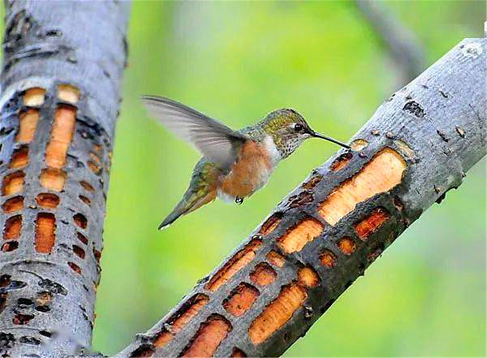 啄木鸟把树啄死,啄木鸟把树啄得千疮百孔能补偿么