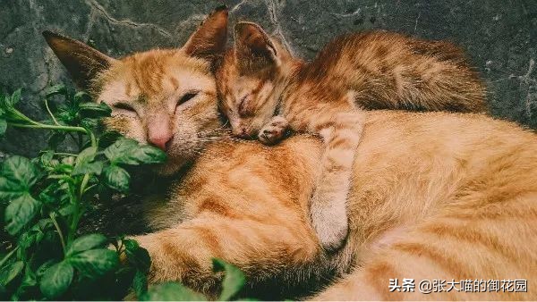 猫咪一听到鞭炮声就会害怕，春节怎么过？聪明的铲屎官都会这样做