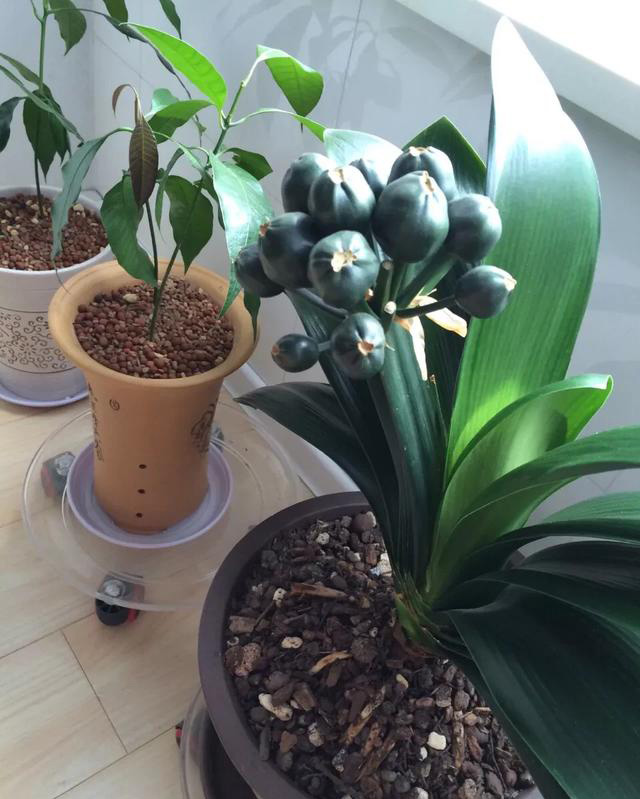 君子兰教你一招每年开花爆盆,君子兰怎么种植长得快而好开花早