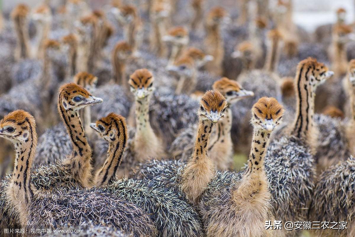 每年下蛋300的鸡,3000只下蛋鸡成本多少利润多少