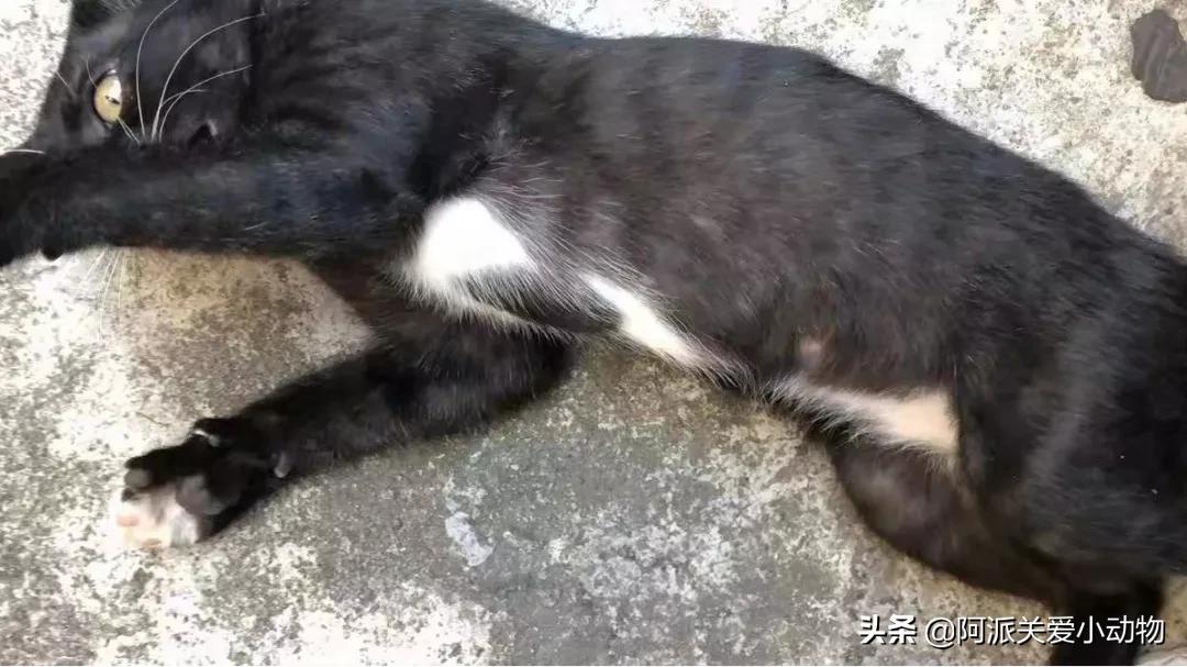 盖雪:信女愿一生荤素搭配,祈望这只拆家啊不,旺家猫找到新家