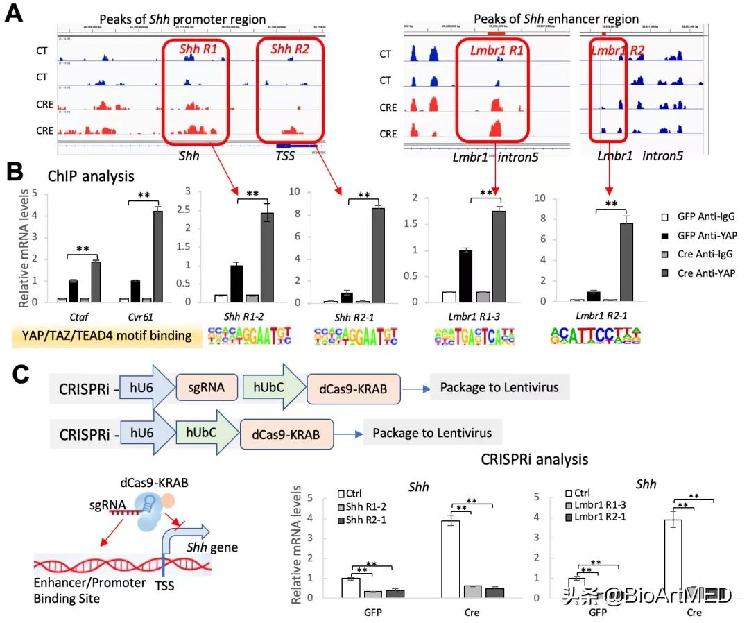 进展|哈佛华人教授团队揭示异位骨化形成及扩展的新机制​