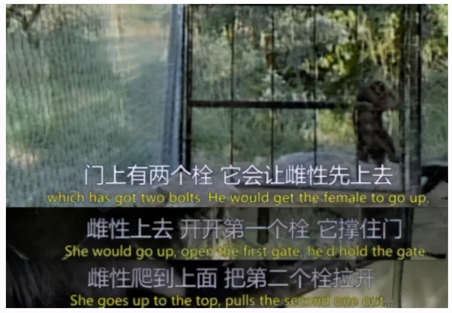 非洲大地最狂动物，动物园里连狮子毒蛇都有，偏偏没有它平头哥