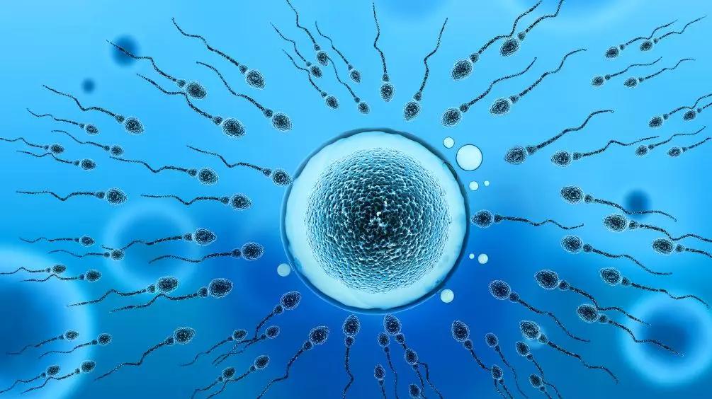 卵子排卵后身体有什么感觉,排卵后卵子排出体外是什么样子