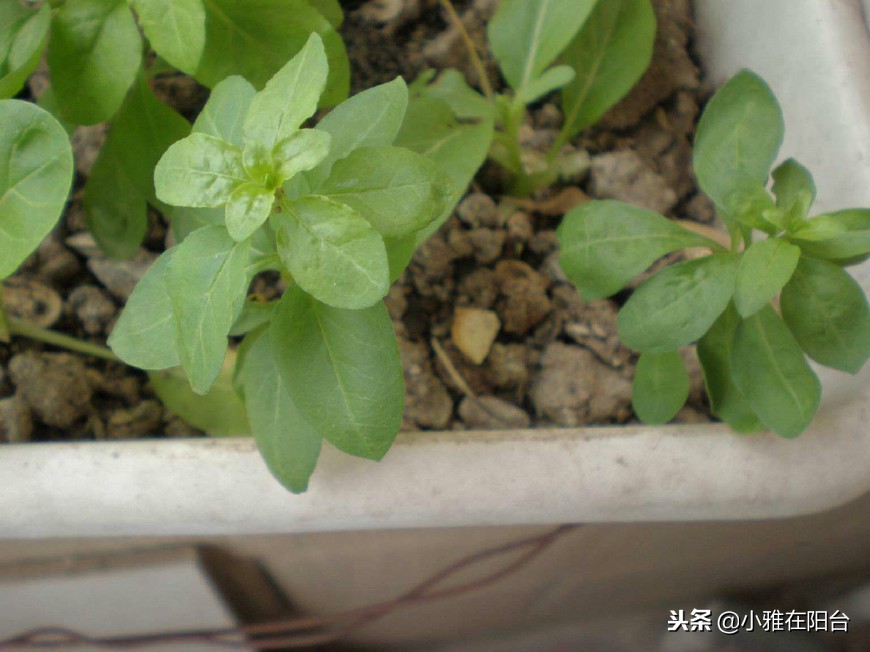 好养能结果的小盆栽,适合从种子开始养的盆栽