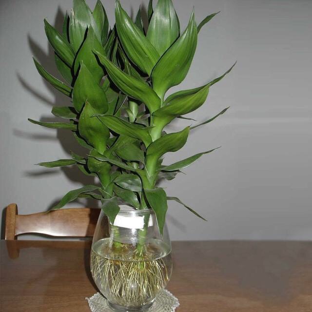 富贵竹叶子黄叶怎么养,富贵竹黄叶怎么养