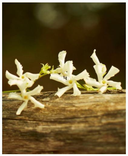 古驰香水罪爱测评 (古驰绿繁花香水测评)