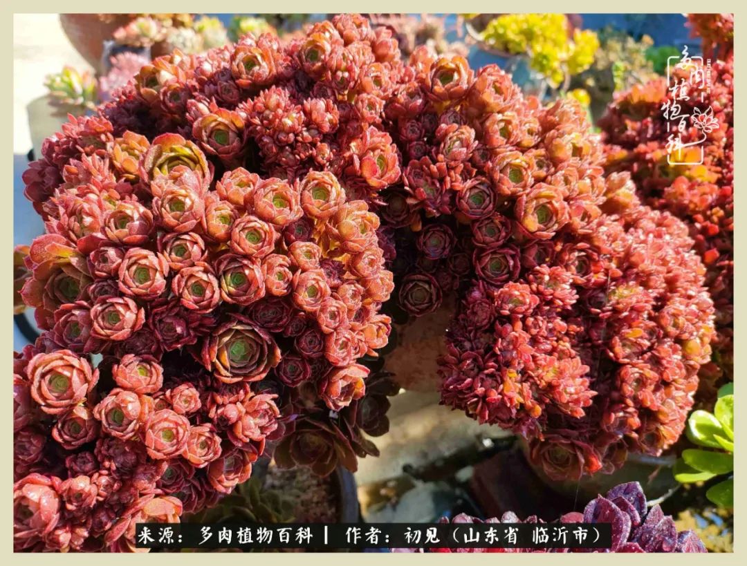 和多肉植物相伴,和多肉相处的心情